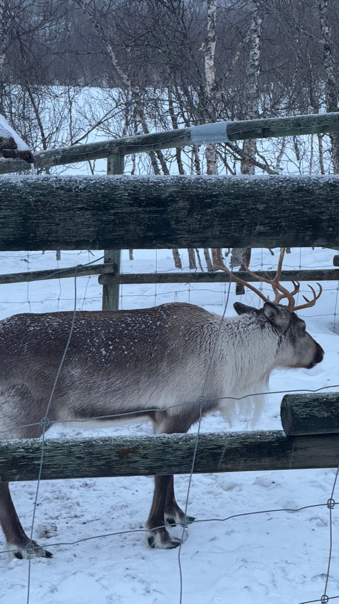 arktyczne-zwierzeta-atrakcja-wycieczki-do-tromso