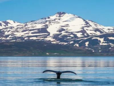 rejs-z-wielorybami-tromso-wycieczka