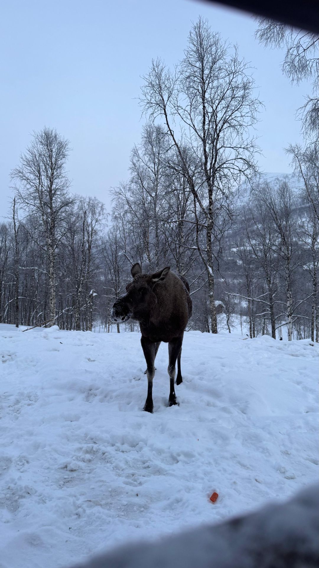 arktyczne-zwierzeta-w-norwegii