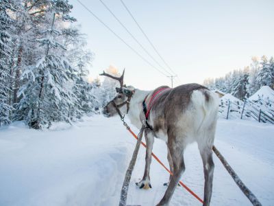 renifery-laponia-atrakcje