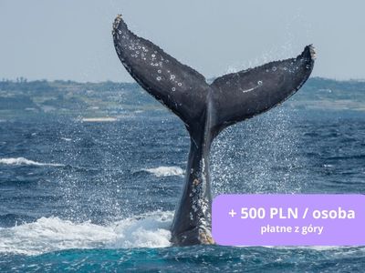 obserwacja-wielorybow-wycieczka-po-Islandii