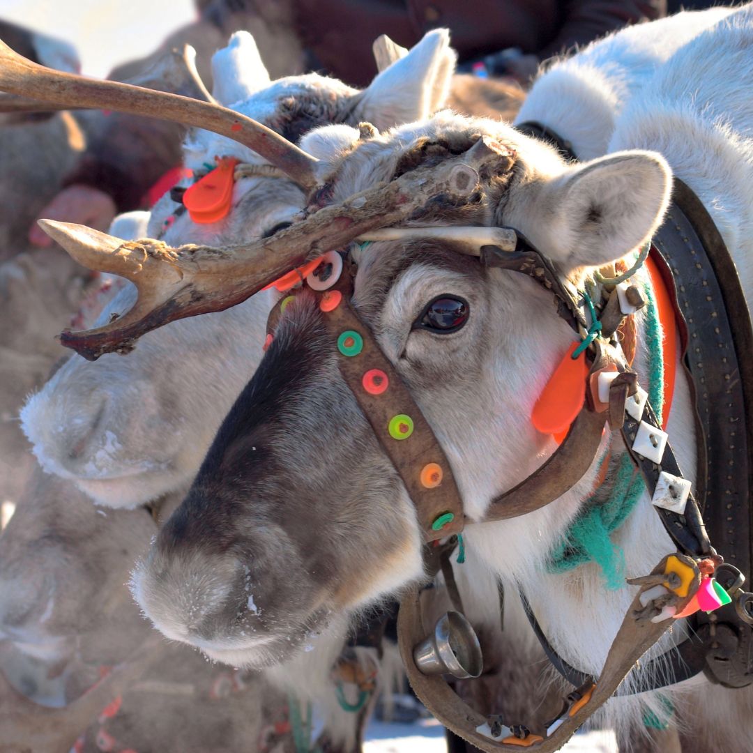 kulig-zreniferami-laponia