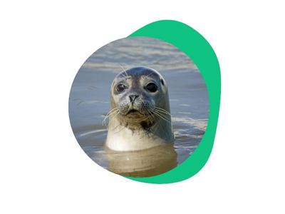 foki-atrakcja-Islandii