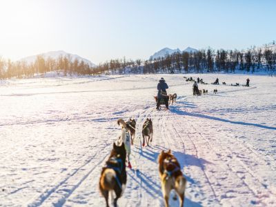husky-safari-atrakcja-laponii