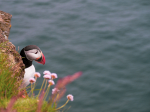 islandia wycieczki 2