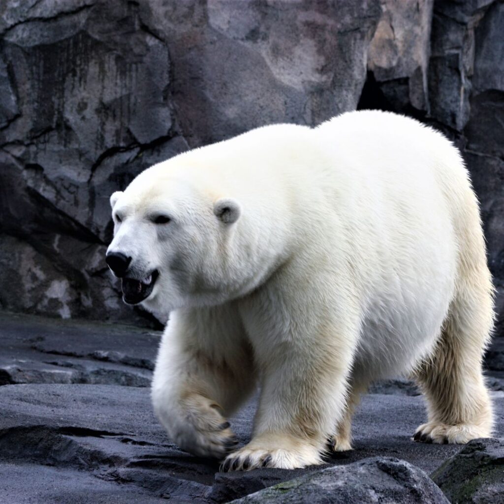 park-ranua-laponia-atrakcje