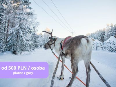 farma-reniferów-atrakcja-podróży-szytej-na-miarę